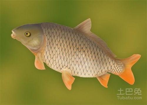 鲤鱼养殖爆料方法图解视频,图解视频精华概述